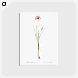 アートポストカード-Autumn onion illustration - ピエール ジョゼフ ルドゥーテ Postcard.