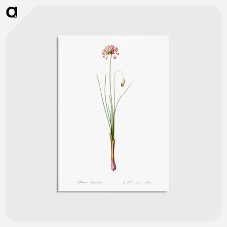 アートポストカード-Autumn onion illustration - ピエール ジョゼフ ルドゥーテ Postcard.