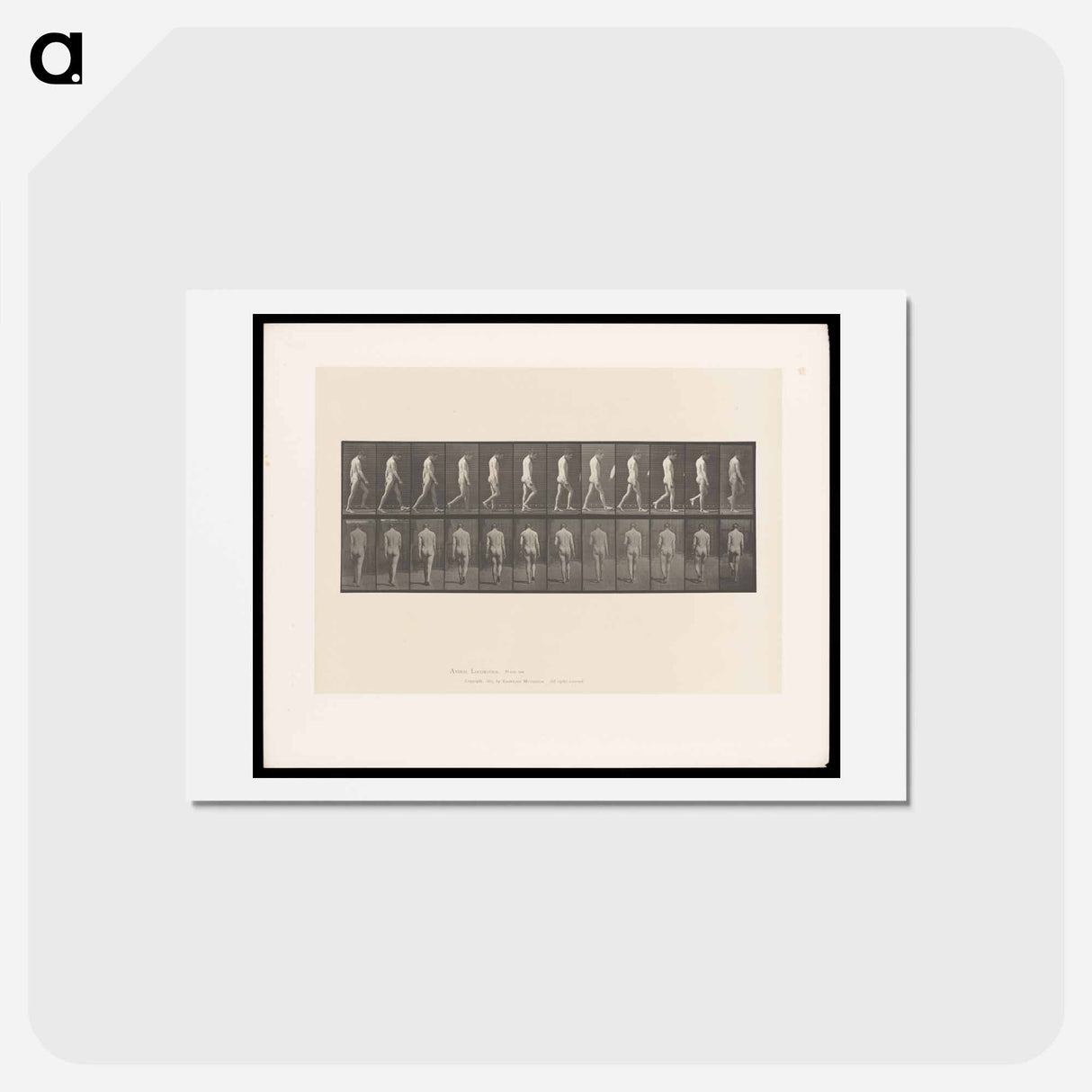 アートポストカード-Epileptic Man Walking
 - エドワード マイブリッジ Postcard.