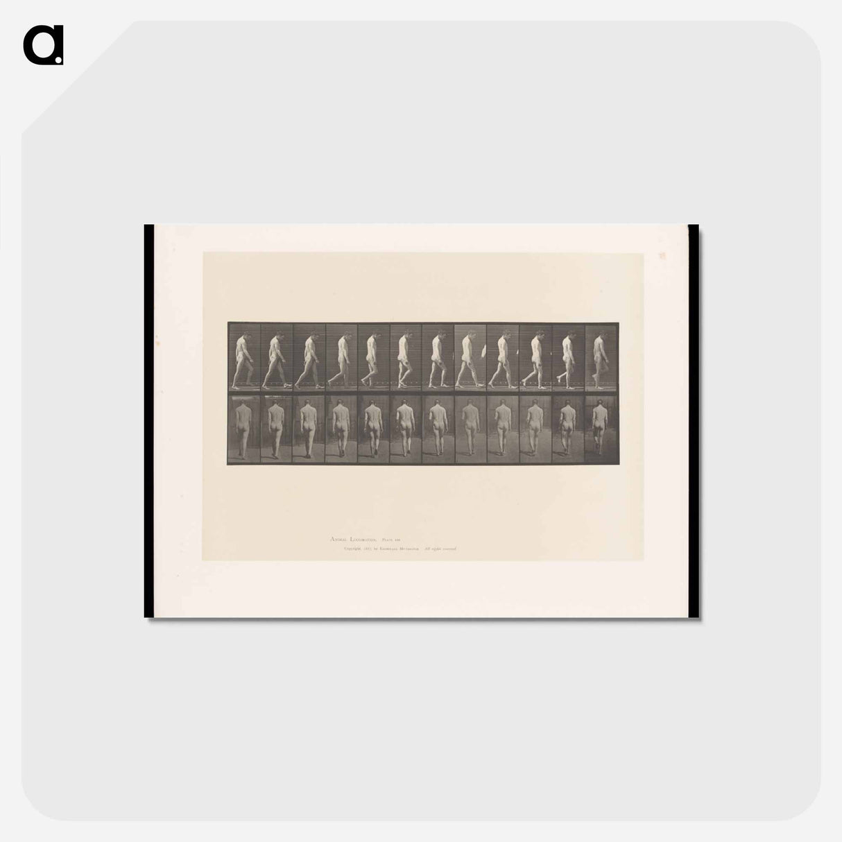 アートポストカード-Epileptic Man Walking
 - エドワード マイブリッジ Postcard.