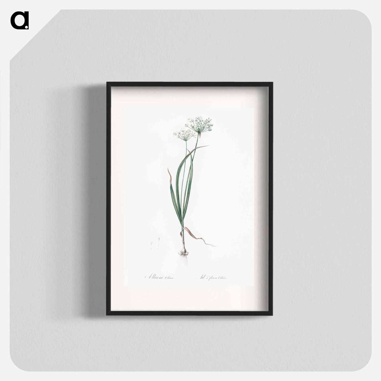 Hairy garlic illustration - Pierre Joseph Redouté Poster.