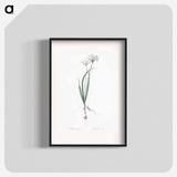 Hairy garlic illustration - Pierre Joseph Redouté Poster.