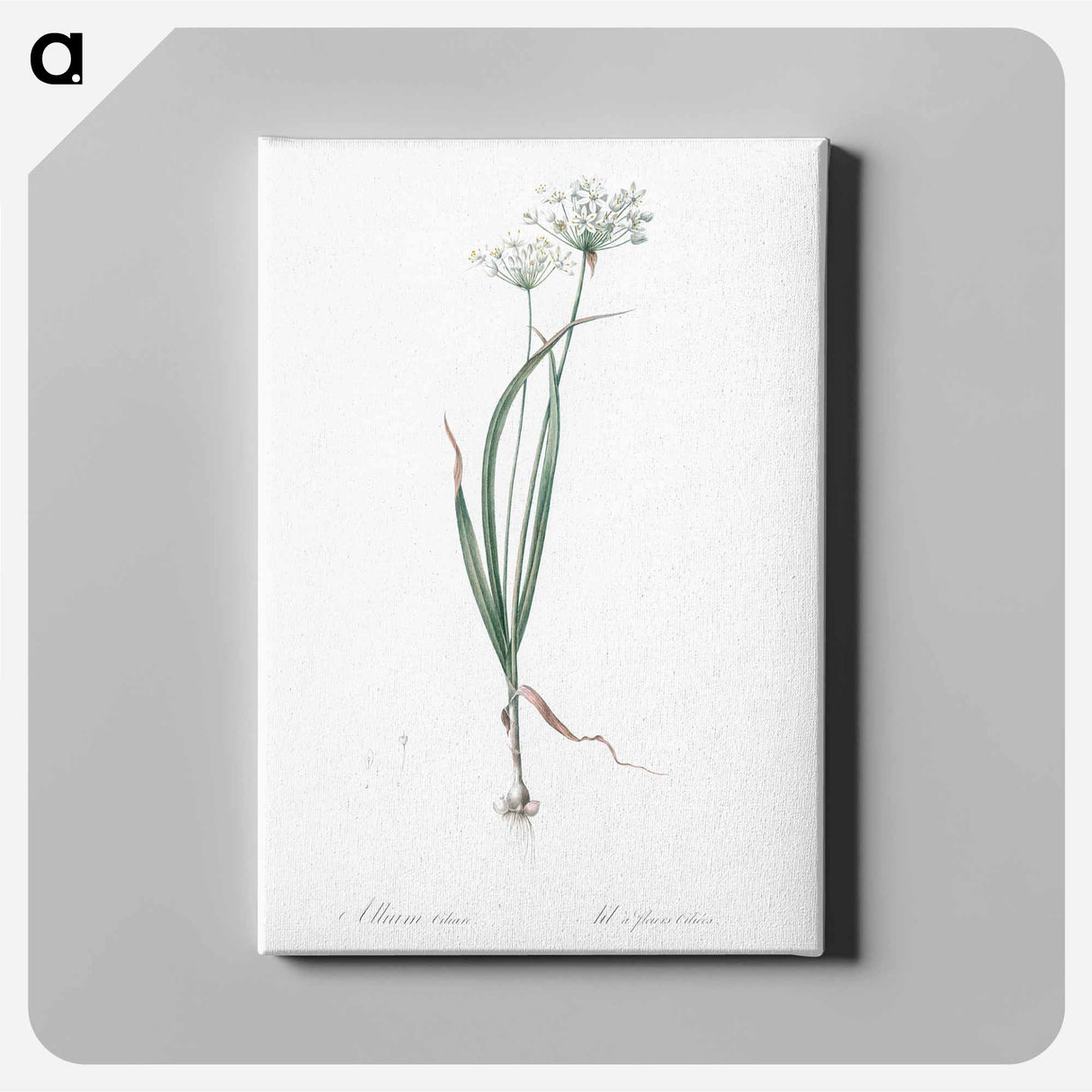 アートパネル-Hairy garlic illustration - ピエール ジョゼフ ルドゥーテ Canvas.