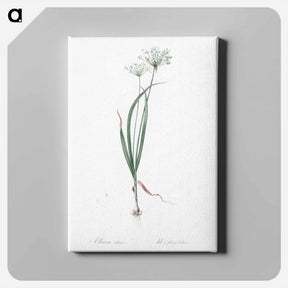 アートパネル-Hairy garlic illustration - ピエール ジョゼフ ルドゥーテ Canvas.