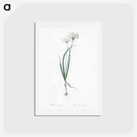 アートポストカード-Hairy garlic illustration - ピエール ジョゼフ ルドゥーテ Postcard.