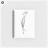 Hairy garlic illustration - ピエール ジョゼフ ルドゥーテ Memo.