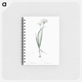 アートメモ帳-Hairy garlic illustration - ピエール ジョゼフ ルドゥーテ Memo.