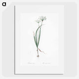 Hairy garlic illustration - Pierre Joseph Redouté Poster.