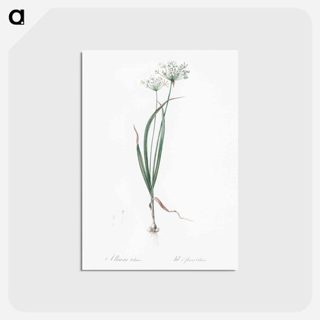 アートポストカード-Hairy garlic illustration - ピエール ジョゼフ ルドゥーテ Postcard.