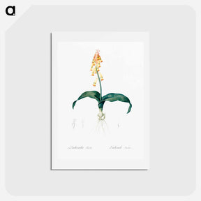 アートポストカード-Lachenalia tricolor - ピエール ジョゼフ ルドゥーテ Postcard.