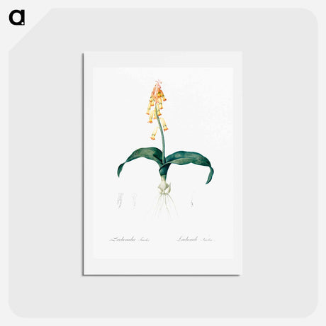 アートポストカード-Lachenalia tricolor - ピエール ジョゼフ ルドゥーテ Postcard.