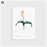 アートポストカード-Lachenalia tricolor - ピエール ジョゼフ ルドゥーテ Postcard.