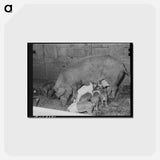 アートポストカード-Pigs on a Yakima Farm
 - ラッセル リー Postcard.