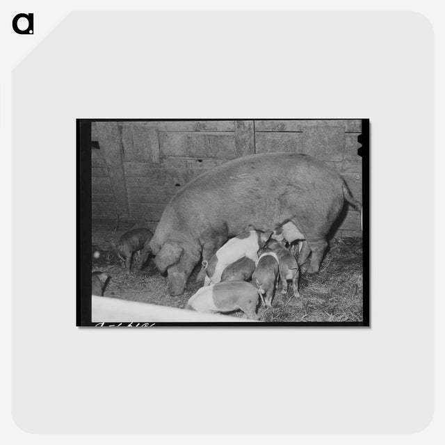 アートポストカード-Pigs on a Yakima Farm
 - ラッセル リー Postcard.