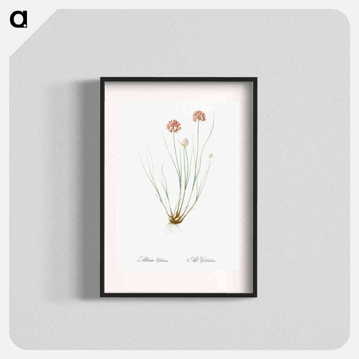 Allium globosum illustration - ピエール ジョゼフ ルドゥーテ Poster.