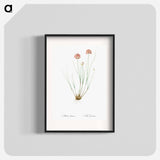 Allium globosum illustration - ピエール ジョゼフ ルドゥーテ Poster.