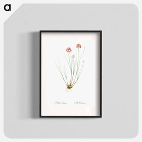 アートポスター-Allium globosum illustration - ピエール ジョゼフ ルドゥーテ Poster.