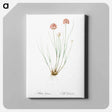 アートパネル-Allium globosum illustration - ピエール ジョゼフ ルドゥーテ Canvas.