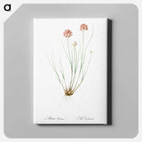 アートパネル-Allium globosum illustration - ピエール ジョゼフ ルドゥーテ Canvas.