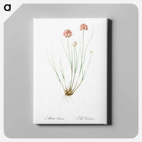 アートパネル-Allium globosum illustration - ピエール ジョゼフ ルドゥーテ Canvas.