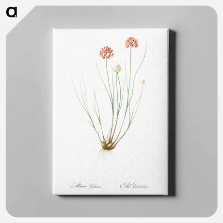 アートパネル-Allium globosum illustration - ピエール ジョゼフ ルドゥーテ Canvas.