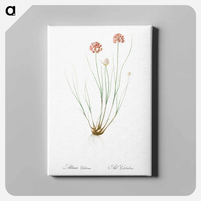 アートパネル-Allium globosum illustration - ピエール ジョゼフ ルドゥーテ Canvas.