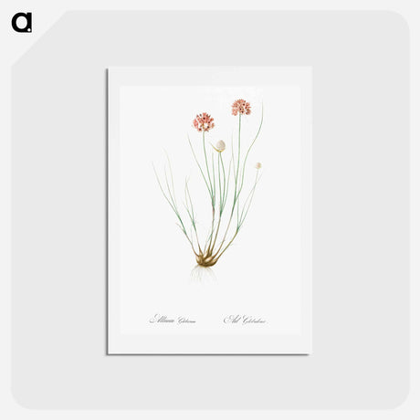 アートポストカード-Allium globosum illustration - ピエール ジョゼフ ルドゥーテ Postcard.