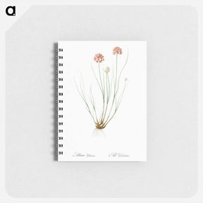 アートメモ帳-Allium globosum illustration - ピエール ジョゼフ ルドゥーテ Memo.