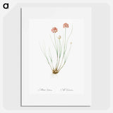 Allium globosum illustration - ピエール ジョゼフ ルドゥーテ Poster.