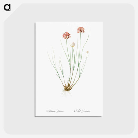 アートポストカード-Allium globosum illustration - ピエール ジョゼフ ルドゥーテ Postcard.