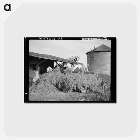 アートポストカード-Unloading Pea Vines at Vinery
 - ラッセル リー Postcard.