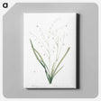 アートパネル-Pale vanilla lily illustration - ピエール ジョゼフ ルドゥーテ Canvas.