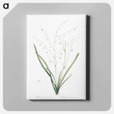 アートパネル-Pale vanilla lily illustration - ピエール ジョゼフ ルドゥーテ Canvas.