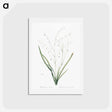 アートポストカード-Pale vanilla lily illustration - ピエール ジョゼフ ルドゥーテ Postcard.