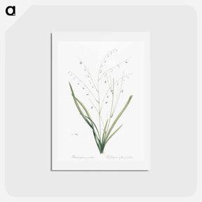 アートポストカード-Pale vanilla lily illustration - ピエール ジョゼフ ルドゥーテ Postcard.