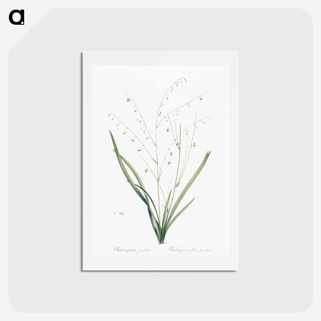 アートポストカード-Pale vanilla lily illustration - ピエール ジョゼフ ルドゥーテ Postcard.