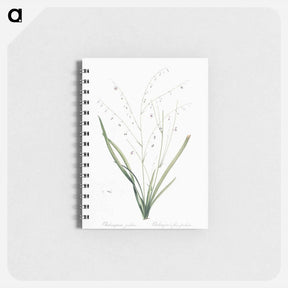 アートメモ帳-Pale vanilla lily illustration - ピエール ジョゼフ ルドゥーテ Memo.