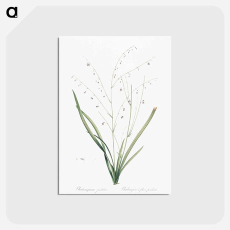 アートポストカード-Pale vanilla lily illustration - ピエール ジョゼフ ルドゥーテ Postcard.