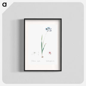 アートポスター-Galaxia ixiaeflora illustration - ピエール ジョゼフ ルドゥーテ Poster.