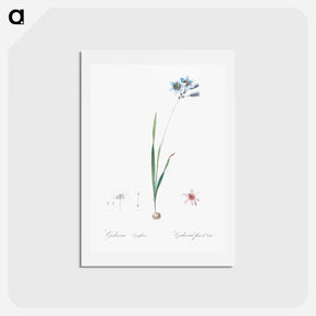 アートポストカード-Galaxia ixiaeflora illustration - ピエール ジョゼフ ルドゥーテ Postcard.