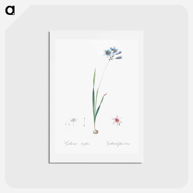 アートポストカード-Galaxia ixiaeflora illustration - ピエール ジョゼフ ルドゥーテ Postcard.
