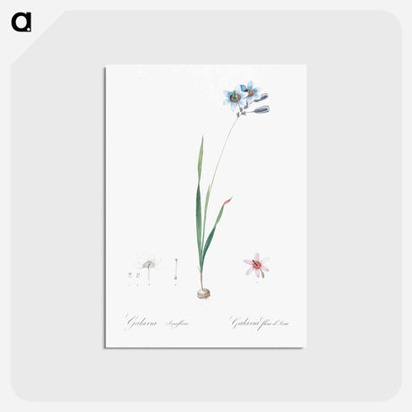 アートポストカード-Galaxia ixiaeflora illustration - ピエール ジョゼフ ルドゥーテ Postcard.