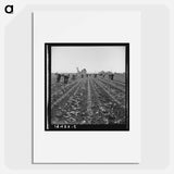 Filipino boys thinning lettuce - Dorothea Lange Poster.