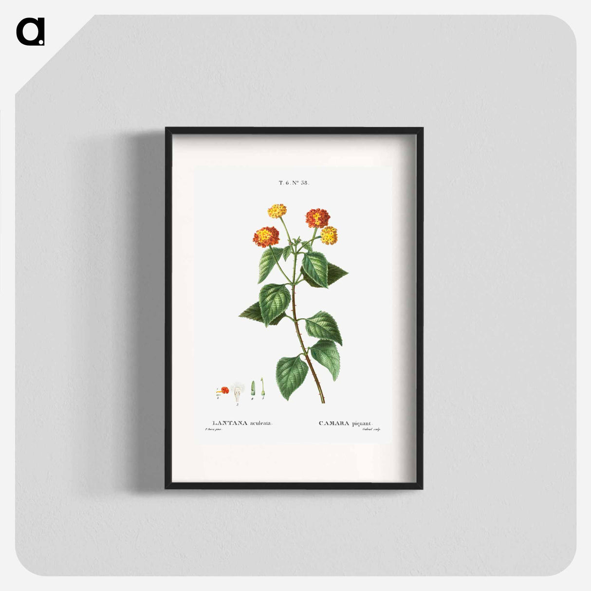 Tickberry (Lantana aculeata) - Pierre-Joseph Redouté Poster.