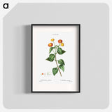 Tickberry (Lantana aculeata) - Pierre-Joseph Redouté Poster.