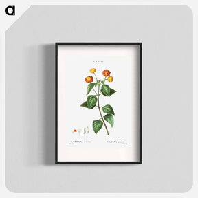 アートポスター-Tickberry (Lantana aculeata) - ピエール ジョゼフ ルドゥーテ Poster.