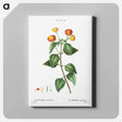アートパネル-Tickberry (Lantana aculeata) - ピエール ジョゼフ ルドゥーテ Canvas.