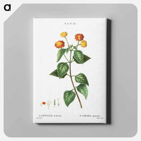 アートパネル-Tickberry (Lantana aculeata) - ピエール ジョゼフ ルドゥーテ Canvas.