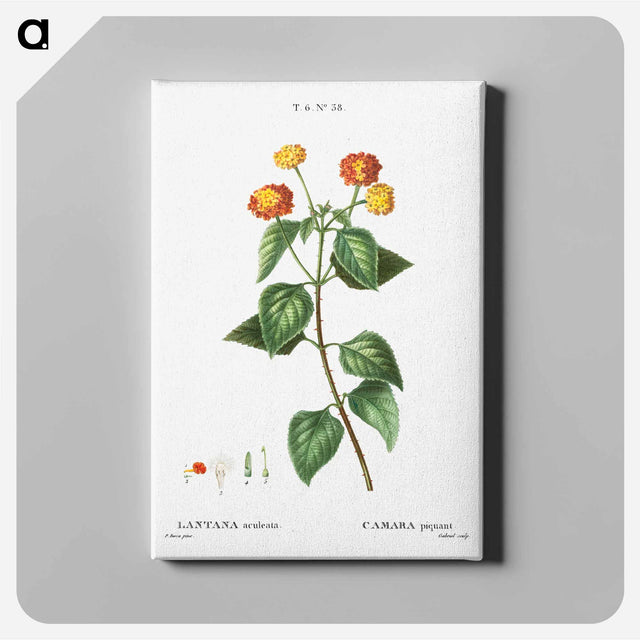 アートパネル-Tickberry (Lantana aculeata) - ピエール ジョゼフ ルドゥーテ Canvas.