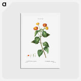 アートポストカード-Tickberry (Lantana aculeata) - ピエール ジョゼフ ルドゥーテ Postcard.